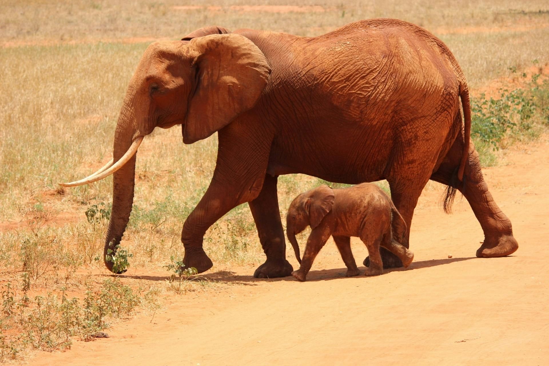 Herd near watering hole